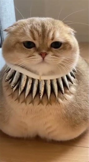 A cat with code failure#kitty#The confusing behavior of cats#A cat s Daily life