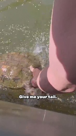 82K views · 1.6K reactions |  Giant Snapping Turtle on the Line! #SnappingTurtles #OutdoorAdventure #Pond #Wildlife | Kendall Gray Outdoors | Facebook