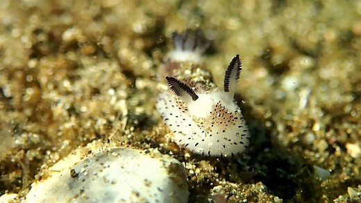 Sea Bunny Slug [2022] Ocean's Furriest Sea Creature