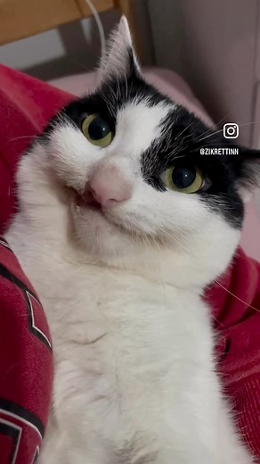 Awww it looks like a puppet! | Tucker The Tiny Tortoise