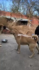 89K views · 846 reactions | A Pup Defends its Alpha From a Notorious Dog! ( newlu princess) | Abd - All Breed Dogs | Facebook