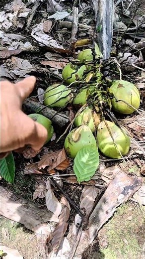 Because This Coconut Fruit Fell