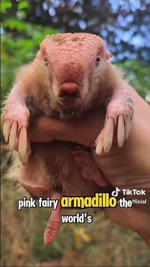 5 Weirdest Animals You Won’t Believe Are REAL