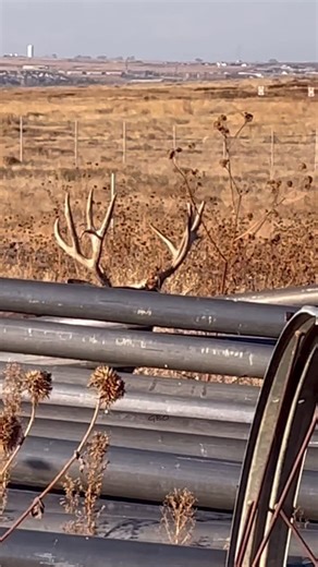 Good Bull Outdoors on Instagram: "Well, IG and FB continue to show my content to almost nobody so I might as well post stuff I find cool but the algorithm always hates. Here’s a nice mule deer buck hiding in some irrigation pipes. I think it’s cool how muleys use what they can to hide but the algo hates hiding wildlife because they think you’ll get bored before you figure out what’s in the video and move on. They’re probably right!"