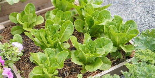 Can You Grow a Vegetable Garden in the Shade? These 10 Veggies Are Your Best Bets