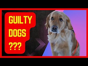 Do Dogs Really Know When They're Guilty