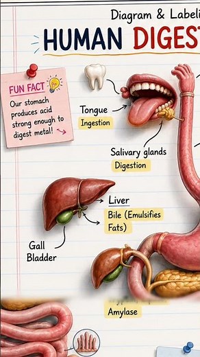🤯 Human Digestive System Diagram Made Easy | Class 10 Science | Board Exam Notes