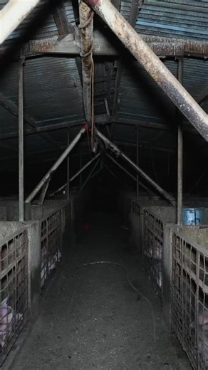 34 reactions · 20 shares |  How does life end for pigs raised for...