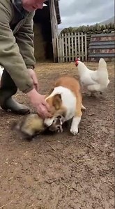 Welsh Corgi Pembroke: Guardian of the Farm