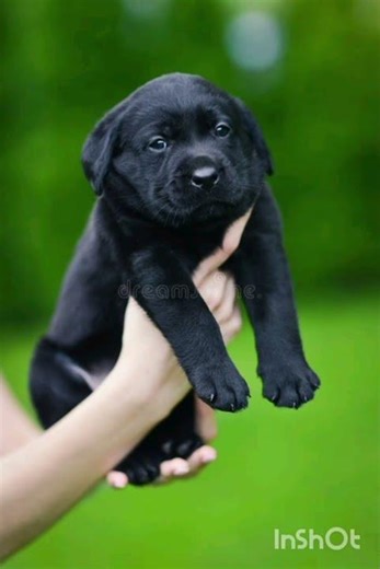 6 Colors of Labrador Puppy to Adult 🐕 | Watch Them Grow 😍 | Most Loved Dog Breed