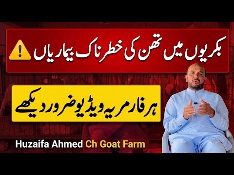 Udder & Teat Ke Diseases 🐐 | Goat Farming Complete Guide Huzaifa Ahmed Ch Goat Farm #bakripalan 