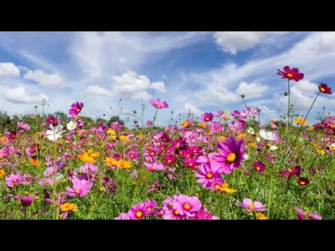 My garden is growing GRANNY Flower deck