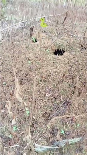 Be careful if you find this hole in the palm oil plantation 🐍 #shorts #Youtub #Supri java