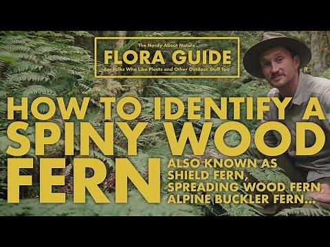 Spiny Wood Fern - How to Identify Them! || Nerdy About Nature Flora Guide