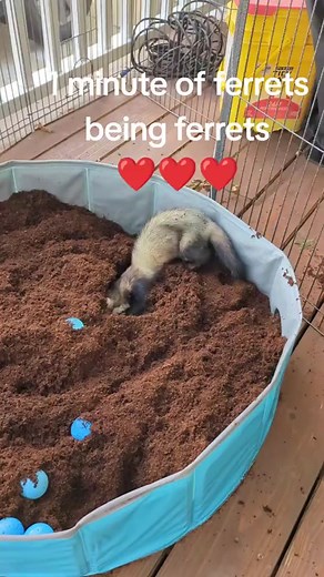 Ferrets LOVE to dig so we set them up in the playpen outdoors with EcoEarth reptile substrate for some safe doffing enrichment. What do you use for digging enrichment? #ferrettok #ferretmom #ferretlife #dookdookmomma