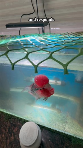 How to train your Flowerhorn 🐟😲#shorts#fish#tips#tank #bettafish#viral#aquarium#fishkeepinghobby