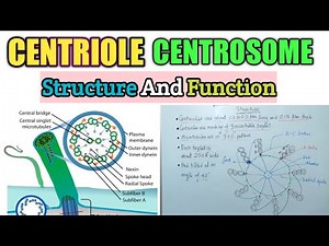CENTRIOLE /CENTROSOME : Structure And Function #Cenriole #Centrosome #BioPonit #SpindleFibre #Cell