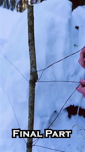 Building a Survival Shelter Among Giant Roots