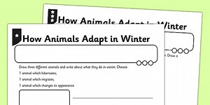 How Animals Survive in Winter Activity Sheet