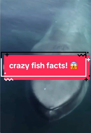 These fish facts will blow your mind 😳 The world’s biggest fish, deep-sea creatures, and a goldfish with better memory than some people 😂 🎣 Fishing Proo — your daily catch of amazing fishing facts! #FishingProo #FishingFacts #CrazyFish #FishTok #DidYouKnow