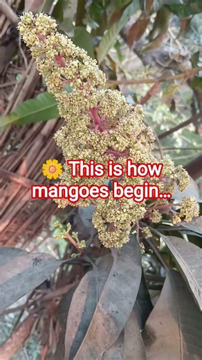 Mango Tree Flowering Stage | How Mangoes Begin 🍋🌼#Mango#MangoBlossom#FarmingLife#IndianFarmer#Nature