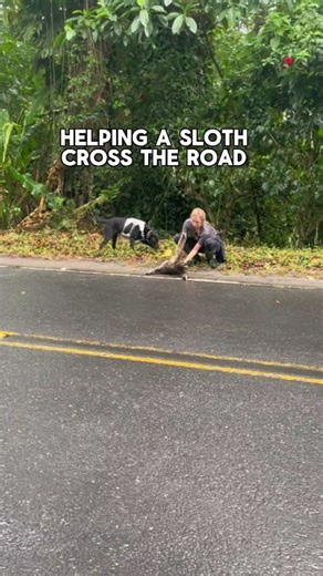 Keysha was excited to see an actual sloth for once, instead of just their scat piles 😅 Note: Dr. Cliffe is a professional trained to handle sloths and other wildlife. For untrained people, the best option is to stop traffic and allow the sloth to cross the road by itself. | The Sloth Conservation Foundation