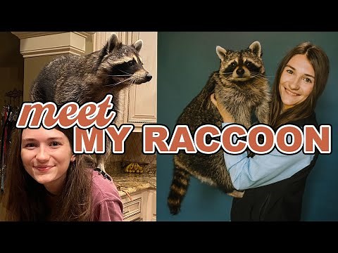 Meet My Pet Raccoon!