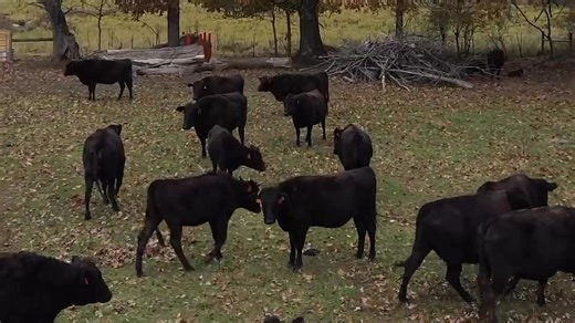 🔥 Purebred Wagyu Dispersal 🔥 Elite Seedstock Genetics & Feeder Potential! Whether you’re looking to expand your genetic base or finish out top-grade beef, these cattle check every box. Available Lots: • 🧬 Fullblood Bull – strong pedigree, ideal for herd improvement • 🐄 Pregnant Cows & Cow/Calf Pairs – high-value maternal lines, bred to perform • 🥩 Steers – excellent finish potential for premium beef programs 📅 Bidding ends Tuesday, December 9th @ 7PM (Online Only) 💻 Bid via Proxibid 🔗 ht