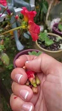 Deadhead portulaca
