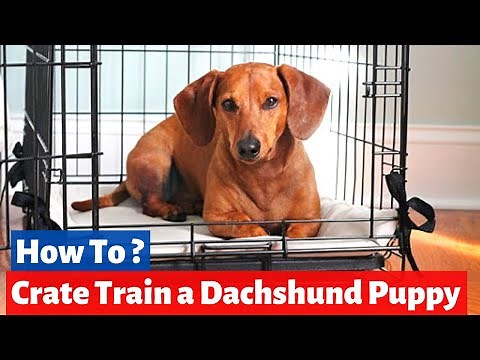 How do you Crate Train a Dachshund Puppy? | Dachshund Training |
