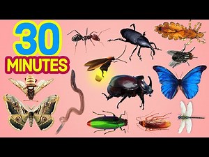 30 MINUTES Easy English Insect Names FOR KIDS