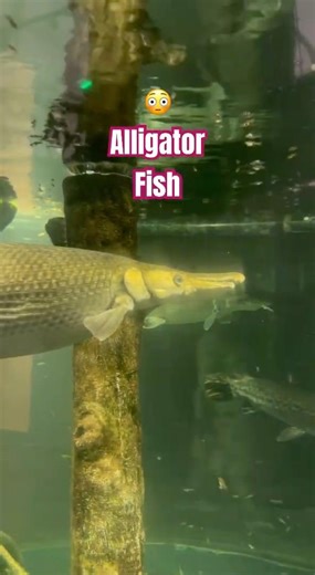 Alligator Gar | Crocodile Fish