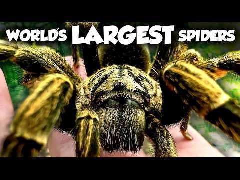 Everything You Didn't Know About Tarantulas