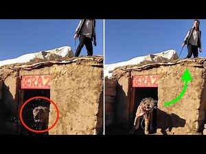 Damn Nature You Scary | Rare & Scary Animal Encounters #12