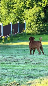 #doguedebordeaux #puppy #баддикрасивый #frenchmastiffs #бордоскийдог #mastiff