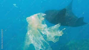 Plastic bags in clear water Huge sea manta ray floats ocean. Plastic bags decompose in saline water, turning into microplastics. Cinematic shot of ocean Swimming with manta rays in Bali Nusa Penida