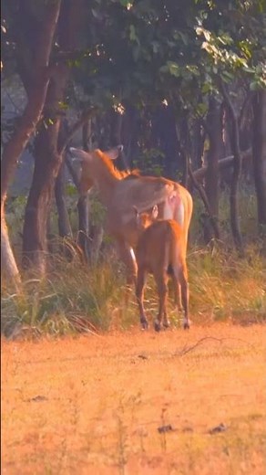 nilgai video #nilgaijumping #nilgaivideo #wildlife #nilgairunningwithbike #arvlogindia