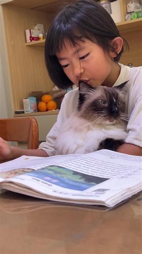 多乖多方正的猫宝宝吖～ #小猫和小孩都是治愈系的存在 #伴读书喵 #猫咪陪伴学习日常 #喵老师监督学习中 #布偶猫