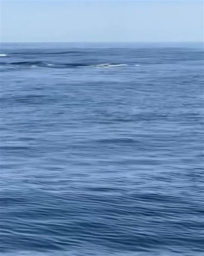 121K views · 3.3K reactions | Epic double breach captured by our passenger Heather! | SeaSalt Charters | Facebook