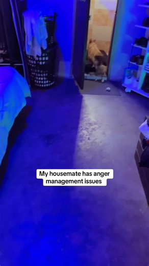 Managing a Pet with Anger Management Issues