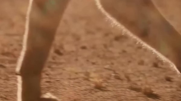 Amazon Rainforest: A Thrilling Adventure into the Heart of Nature's Untamed Wilderness