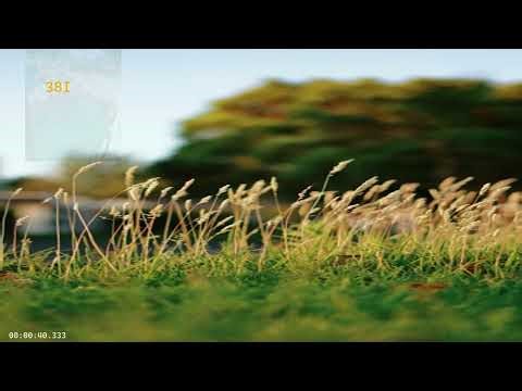 CRACK STRATEGYQUANT X 2026 - SQX 143 - AI