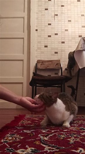 #kediler #kitten #cute #pisik #cat #animals #kedi