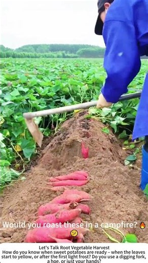 Harvesting Sweet Potatoes with a Hoe – Dig Carefully, Find Gold 🍠🧑‍🌾