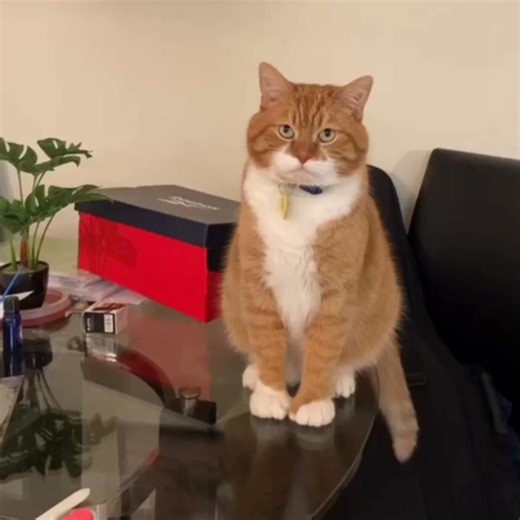 Give your cat a unique sensory experience! This is the only cardboard toy that stimulates sight, touch, and smell with its multiple textures and natural scents. Treat your cat to this innovative, eco-friendly, personalized toy. Order now to awaken their senses and promote their well-being! | Kittyjolly