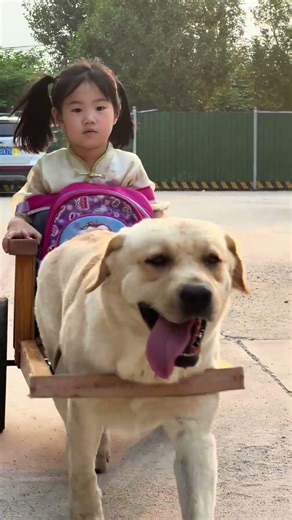 Barton baby dog picks up young master after school labrador dogs and children dog pulling cart