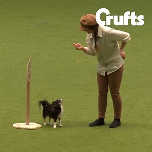 Sophie the Chihuahua proves little dogs can dance! 👏😍💚 #ThrowbackThursday | Crufts