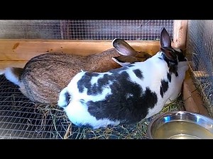 Breeding Rabbits🐇