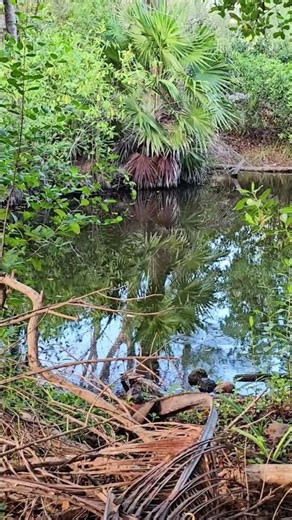 Cenote near 72 beach Playa del Carmen Mexico tropical Caribbean Sea life #travel #explore #nature
