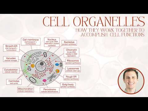 Cell Organelles... but explained by how they work together in cell processes